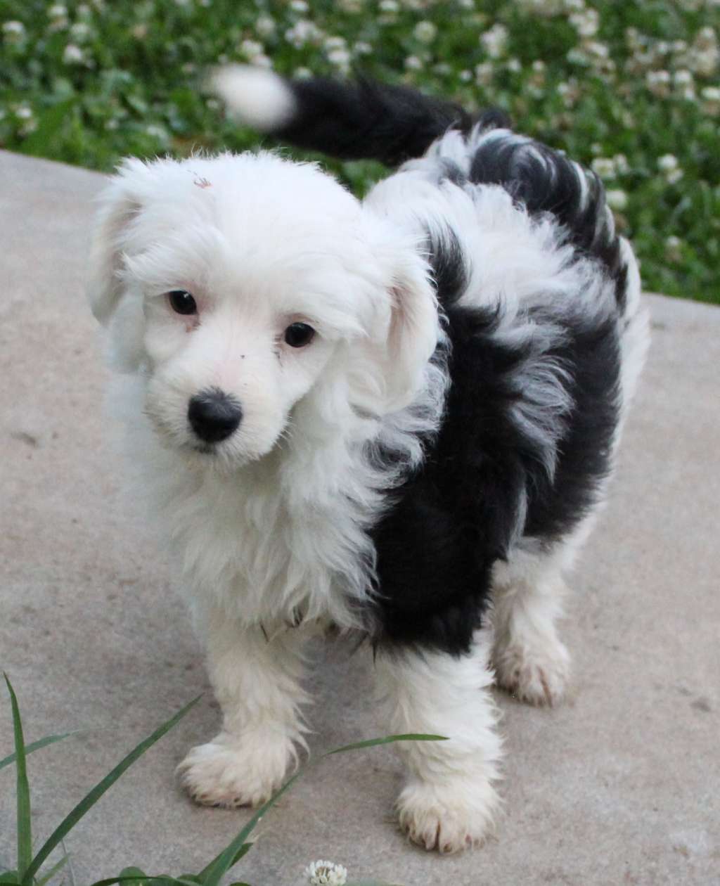 VII Peaks Rose To The Occasion