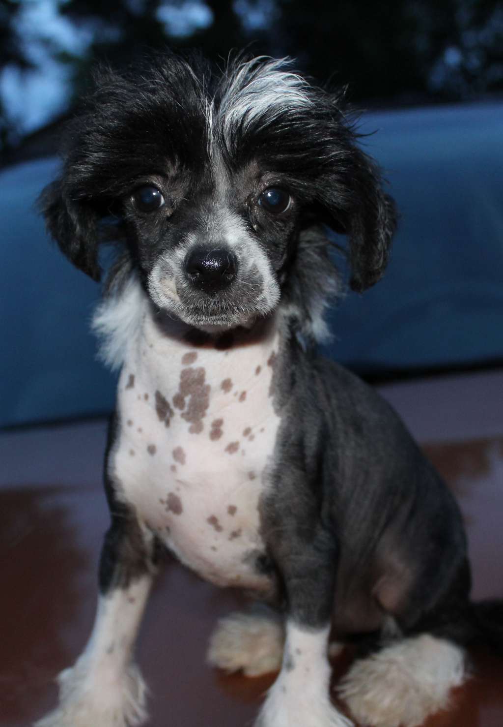 VII Peaks When Tulips Meet