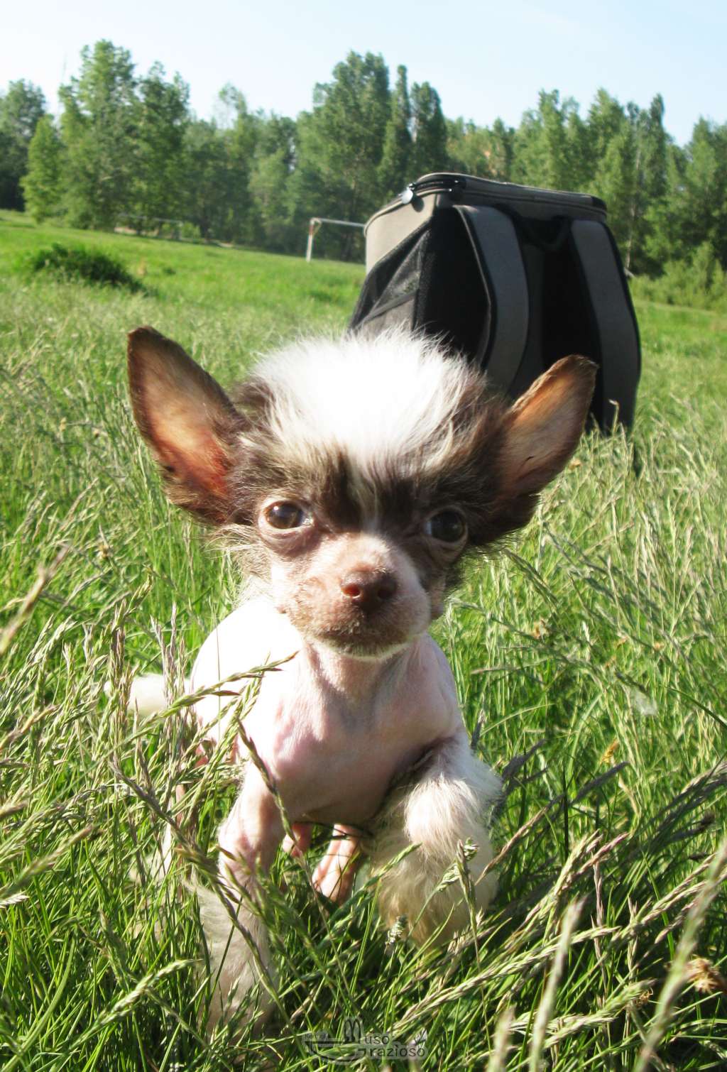 Muso Grazioso Fly Dream