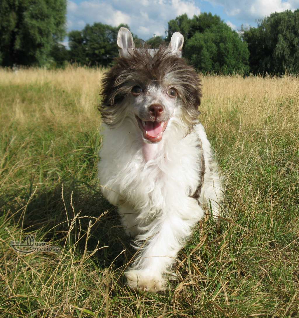 Muso Grazioso Fabulous Life