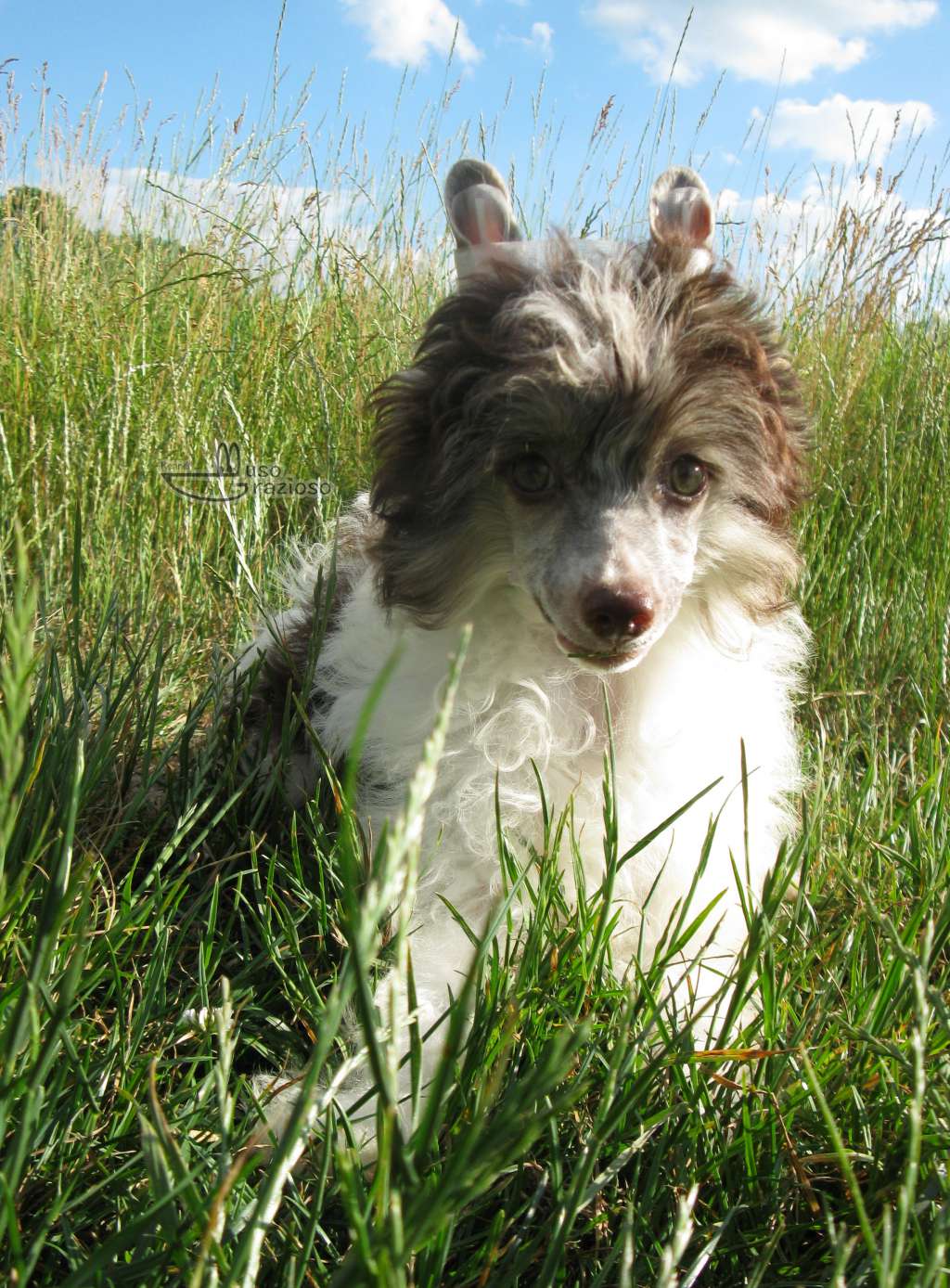 Muso Grazioso Foxtrot Steps