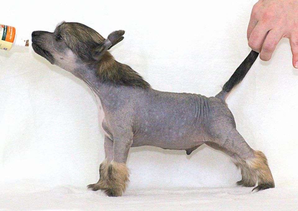 Airint Gold Pom Moravia