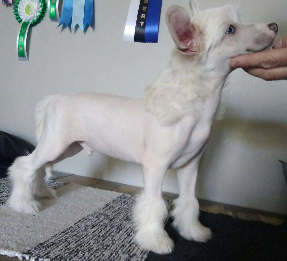 Concrete Clouds Four-Leaf Clover