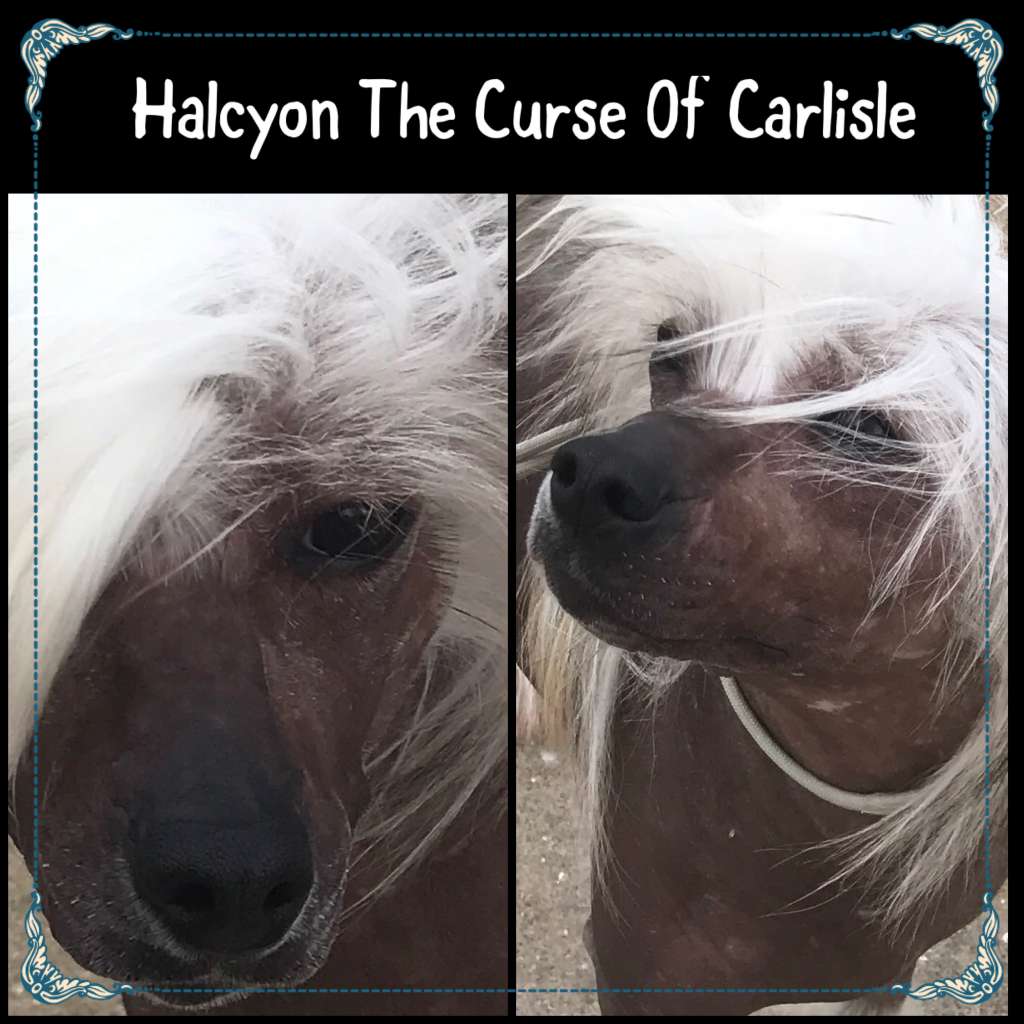 Halcyon The Curse Of Carlisle