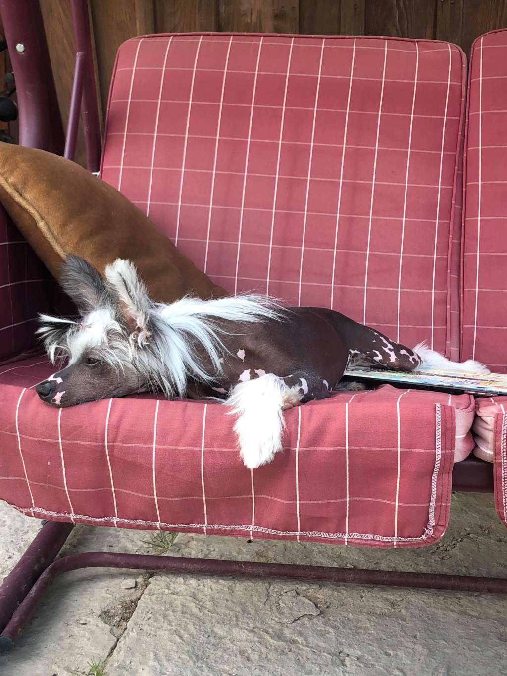 Brandrus Junona Goddes