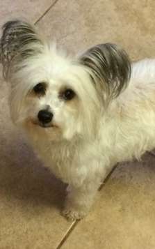 Pedds Chloe Bear Fluffy Pants