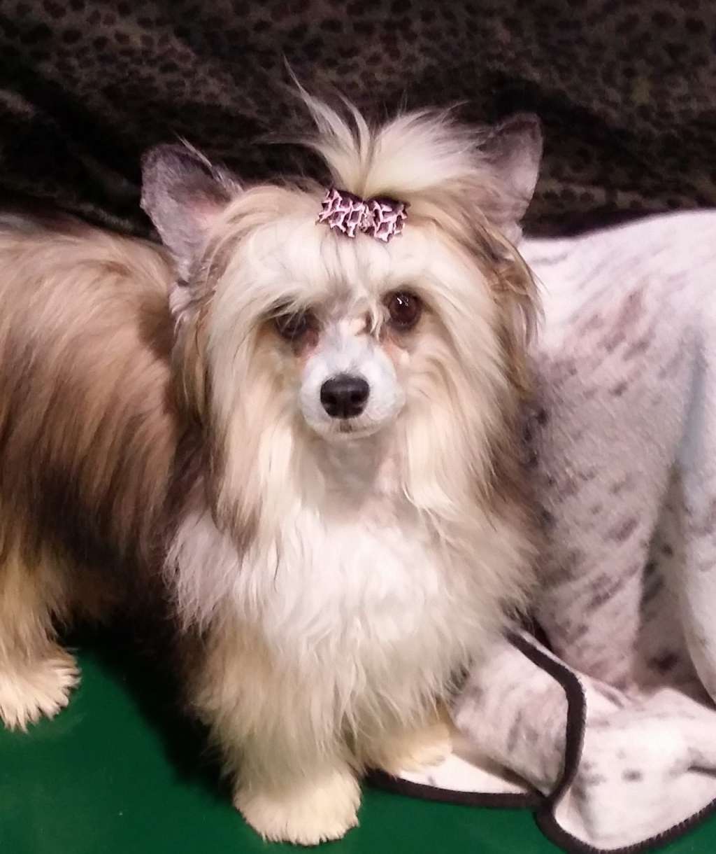 Nupoil's Orchids Desire