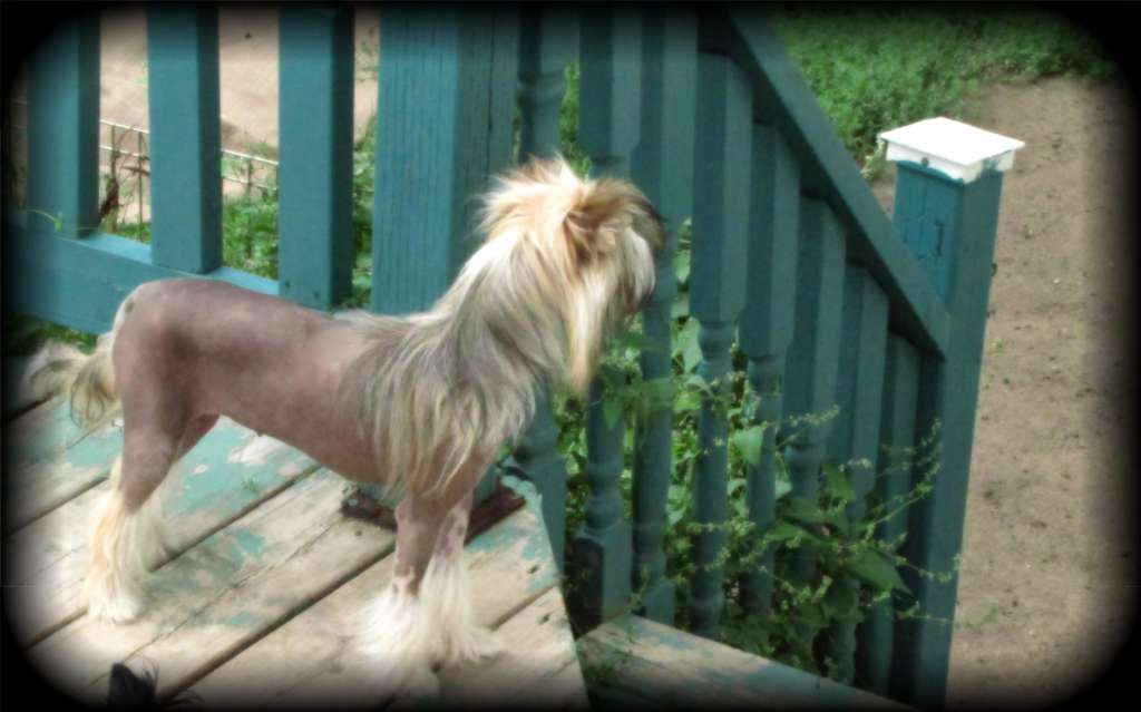 Nupoil's Cap Chong May Ouest