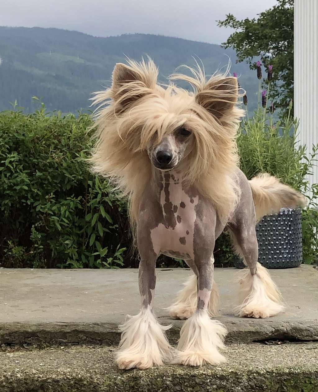 Lady Macbeth Queen Malverne