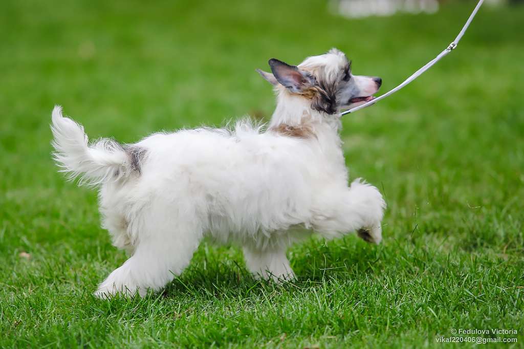 Lorita Star Manyashchaya Gratsiya