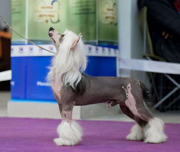 Angel O' Check Lanselot Ozernyi