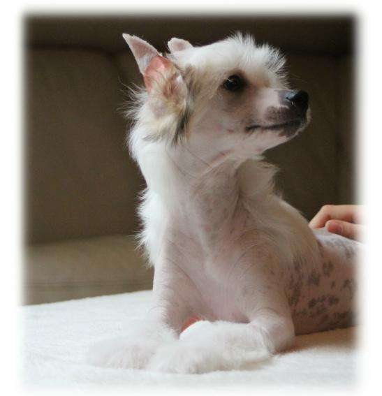 Nexus du diamant d'or