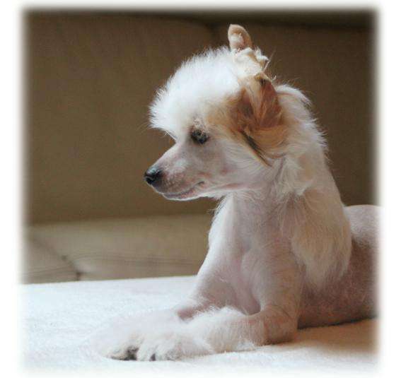 Narko du diamant d'or