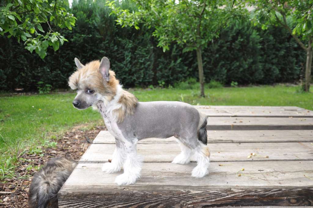 Chatange Toutou Velu