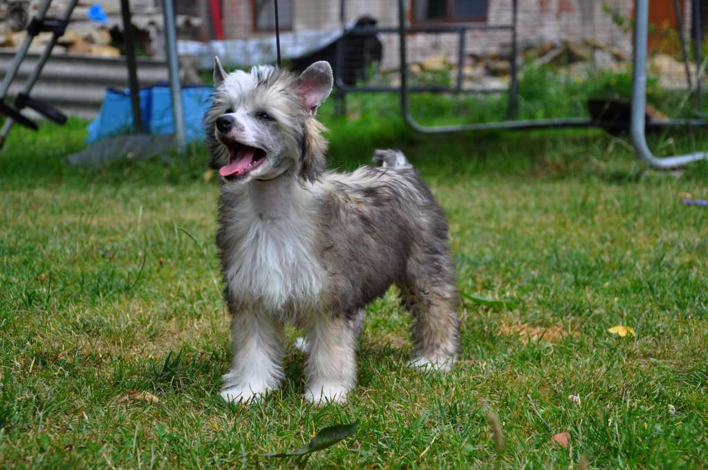 Chalkiss Toutou Velu