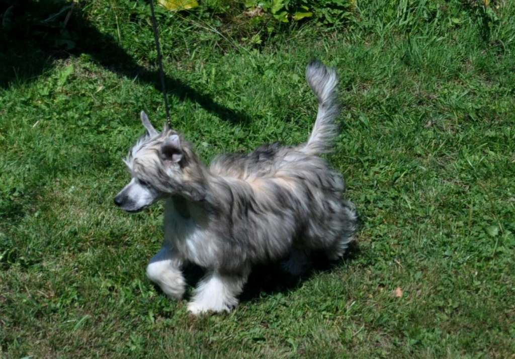 Chimeera Toutou Velu