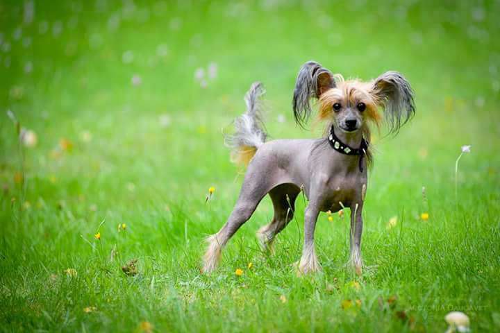 Perl Magic Kleopatra