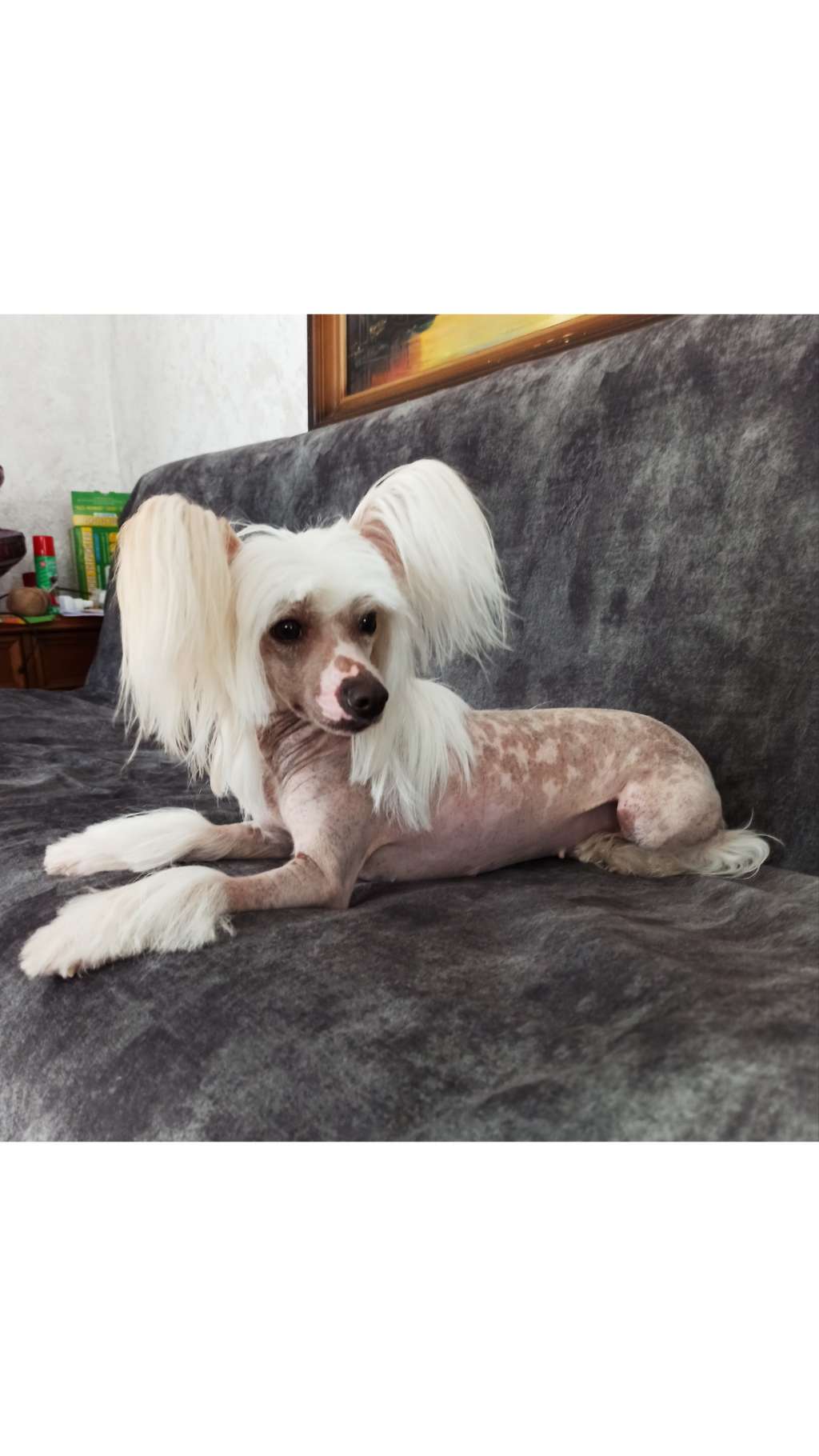 Margarita Bonus Westtai