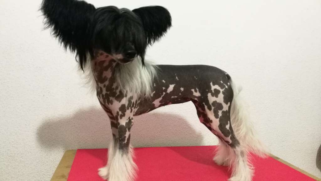 Altamira Imperial Beatriz