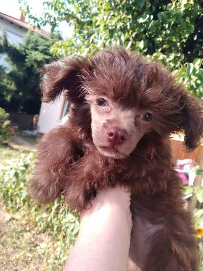 Anton vom Zaubertal der Löwenkinder