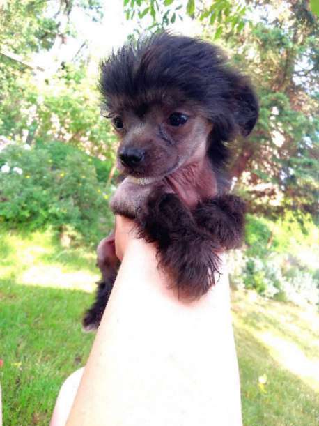 Ava die kleine Fee vom Zaubertal der Löwenkinder