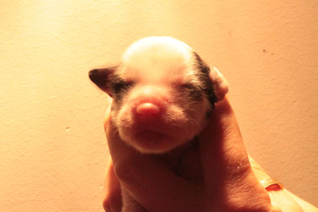 Allegranden Great Tattoo Master