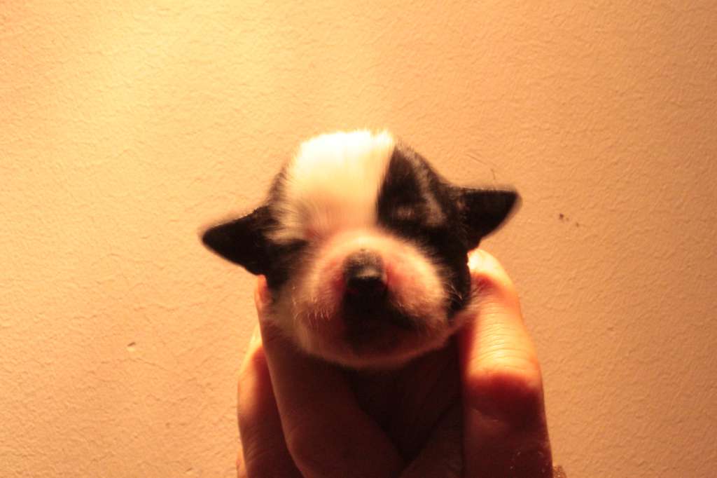 Allegranden Great Ink Master