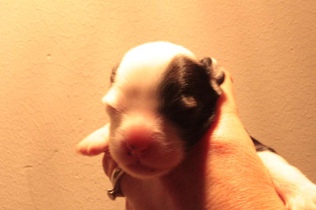 Allegranden Glam Rock Heavy Glitter