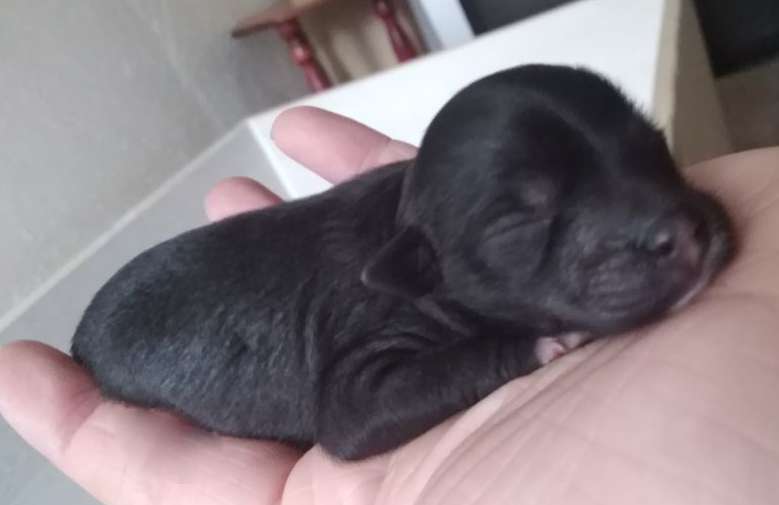 Anni vom Zaubertal der Löwenkinder