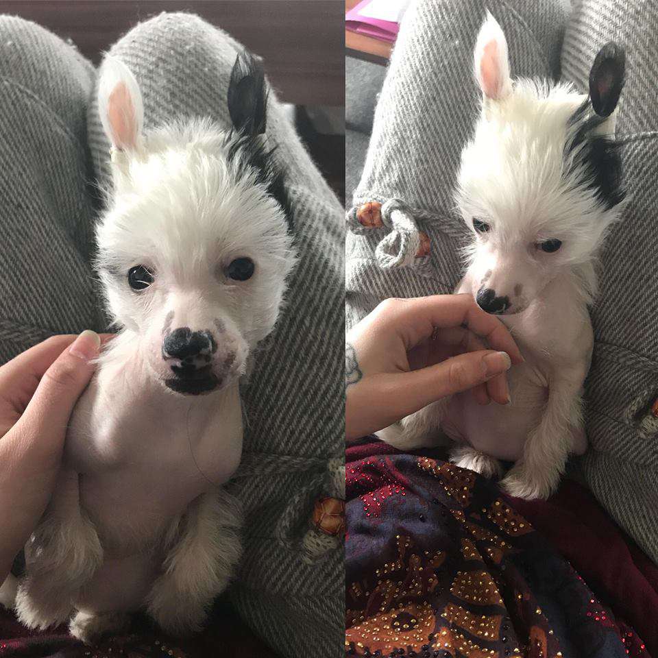 Olympiens Hera - Goddess of them All