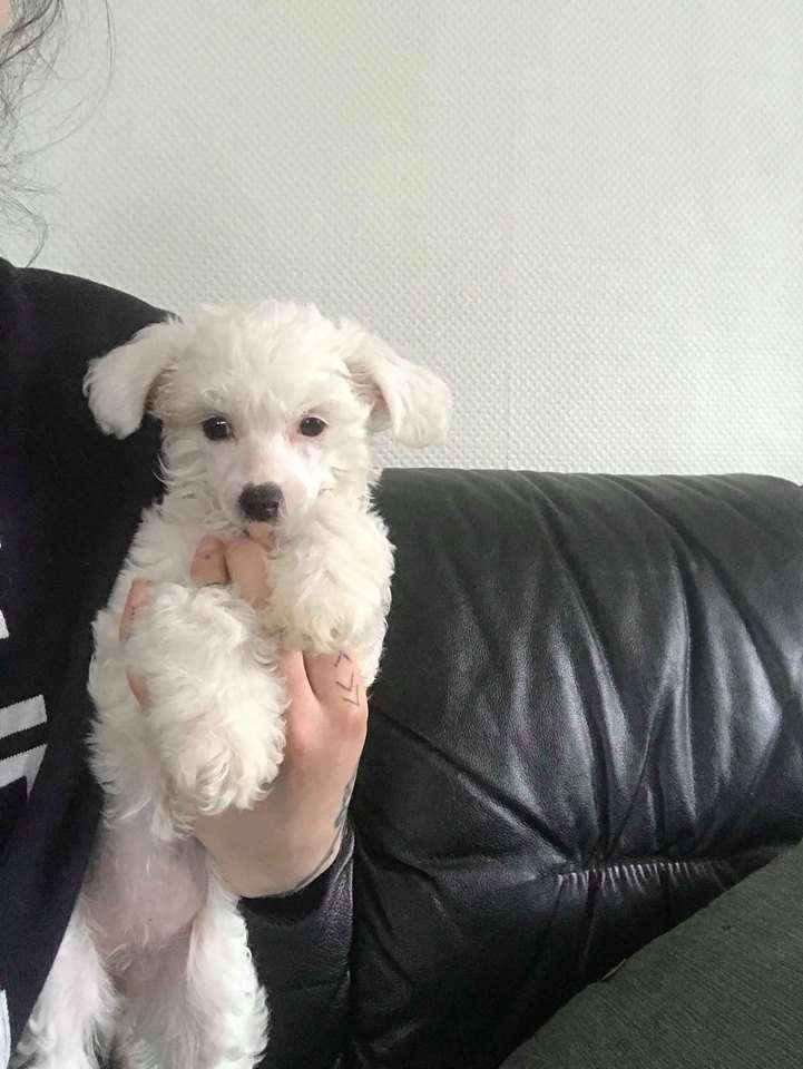 Olympiens Artemis - Goddess of the Hunt