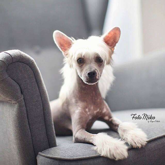 Out Of The Blue Juna Dogs Fci