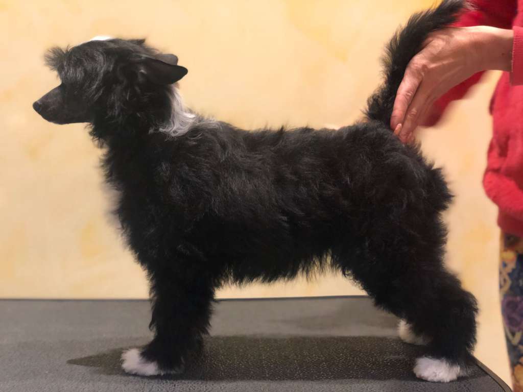 Cladary Triumph Electra