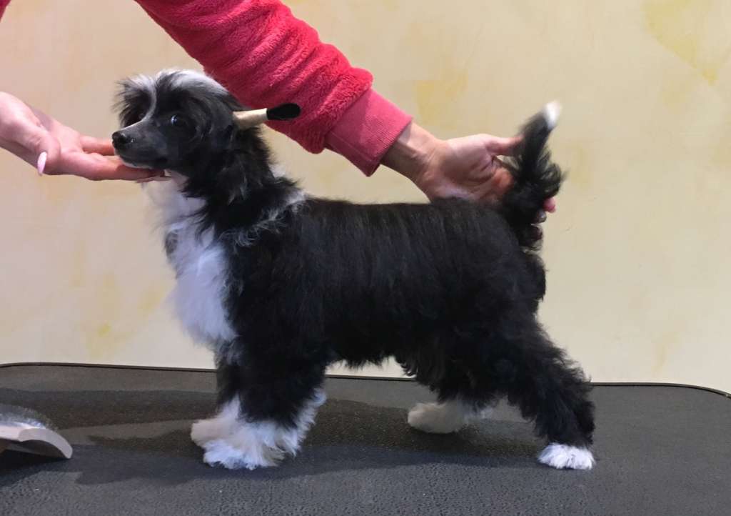 Cladary Triumph Emirate Love