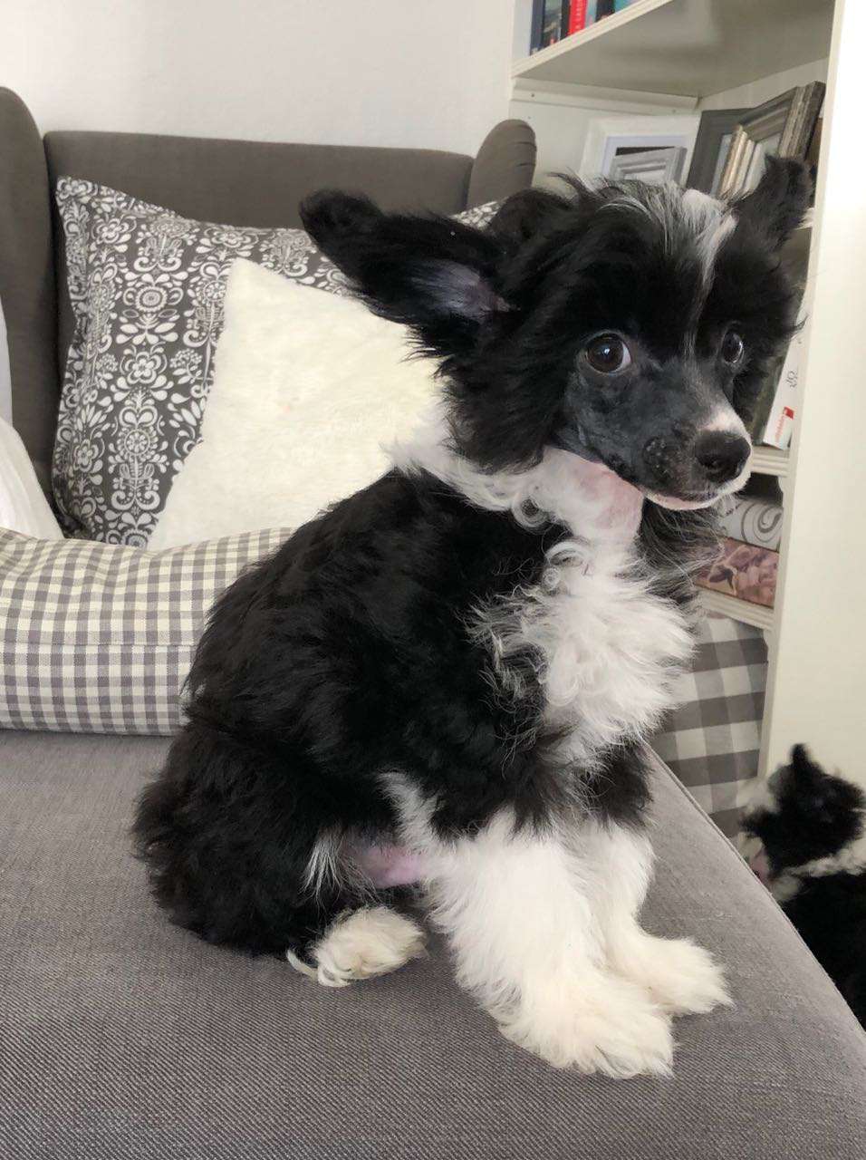 Akito Austrian Stonefield