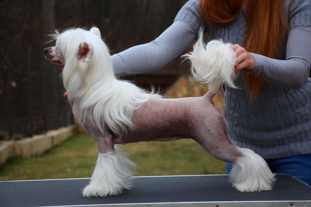 Licky Lips Just a Dream