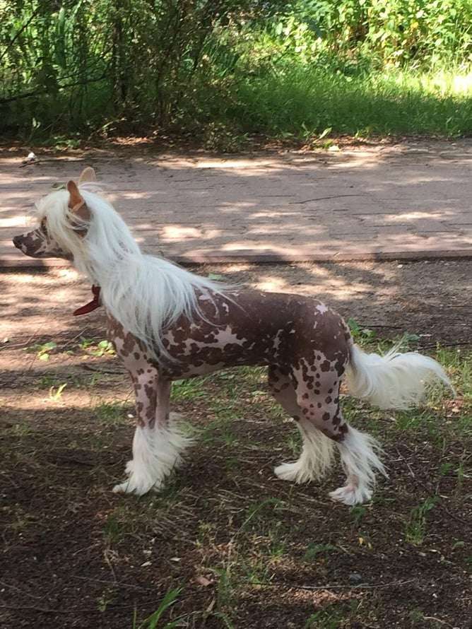 Bella Constanta Chili