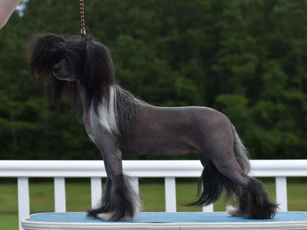 BPIS Kellyn N Dasha's I Made The Naughty List