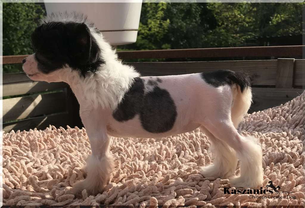 Fundoklia-völgyi Kaszanics