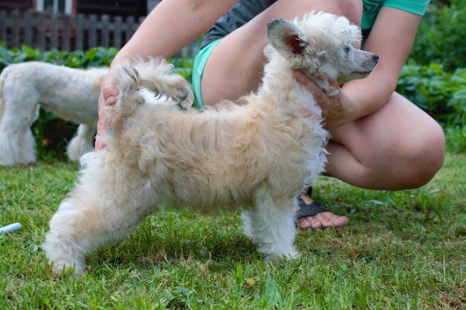 Ezhevichnyi Miks Dlya Liris