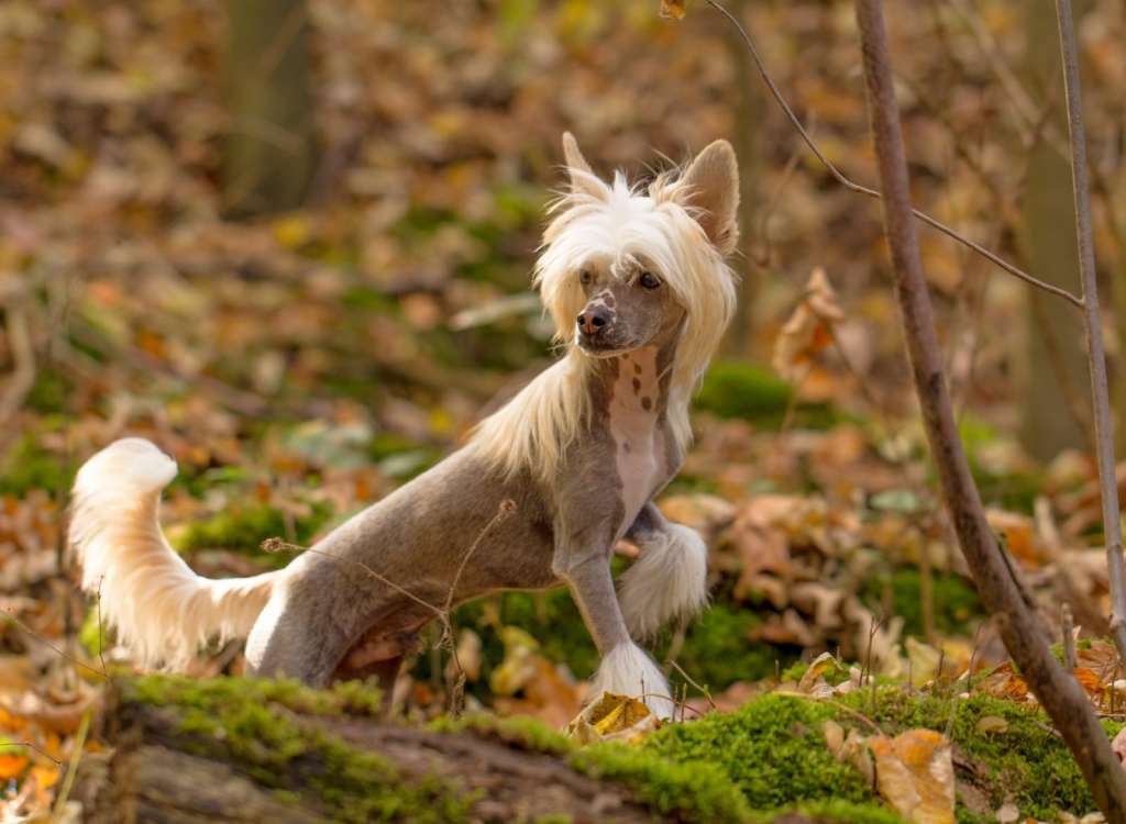 Zero To Hero Princes de la Roses