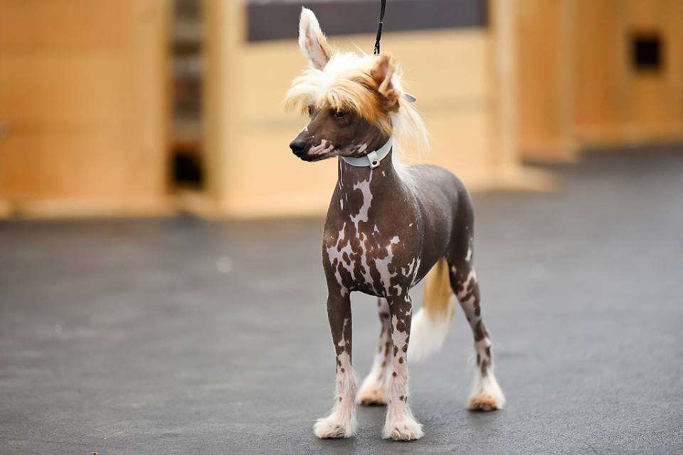 Ciceron Little Prince Amber Ray