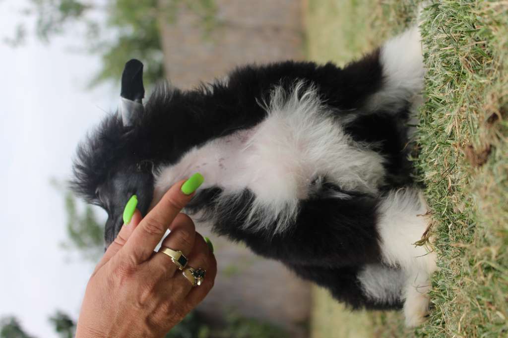 Black Is The Soul de Fageiro