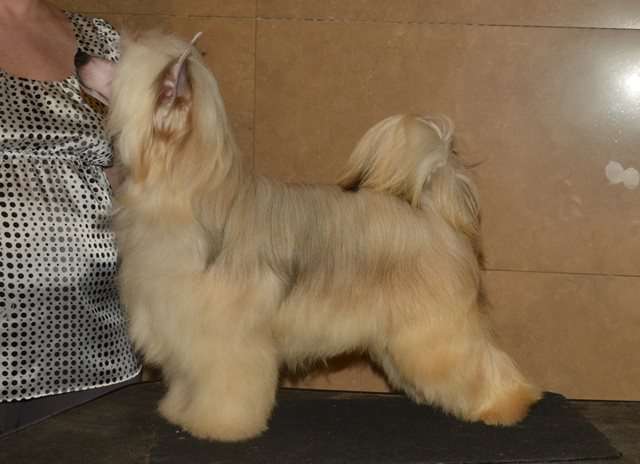 Golden Diamond Cresteds Dazzle