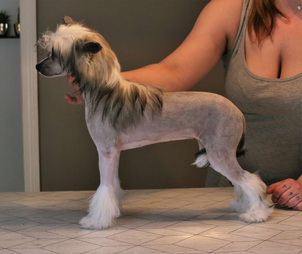 Cresternal Carelessly Baked