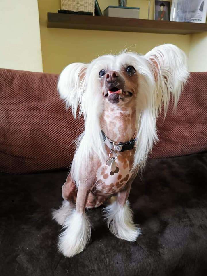 CELINE Insolite Familier