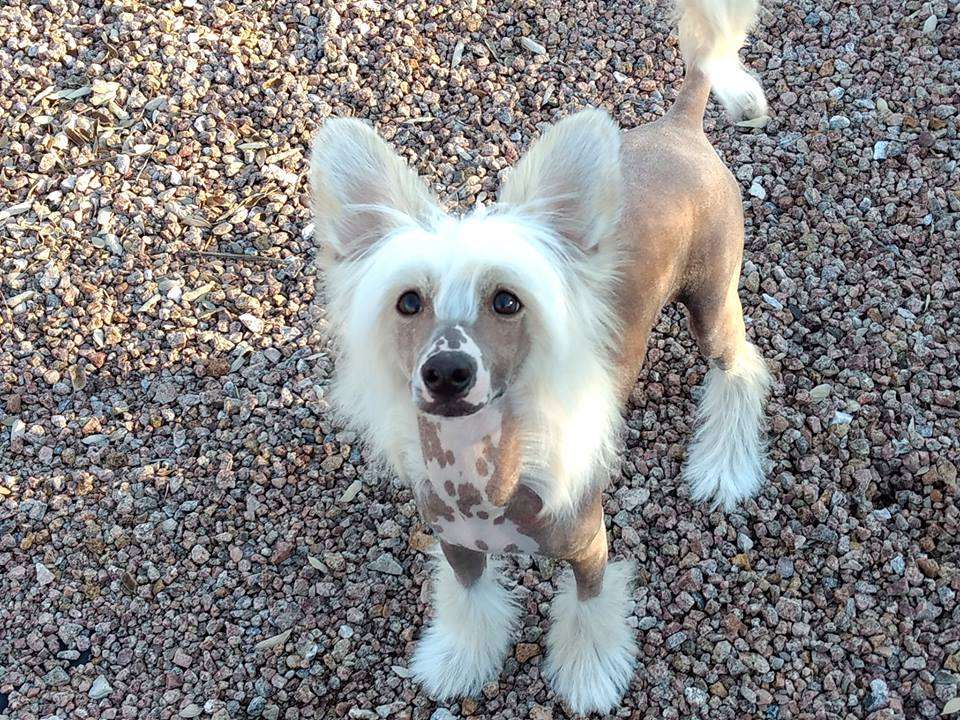 COSME  Insolite Familier