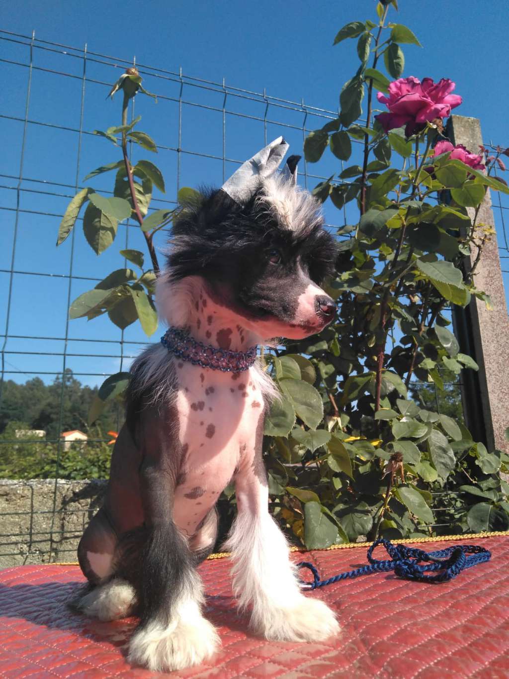 The Sabbath Stone da Terra das Pedras