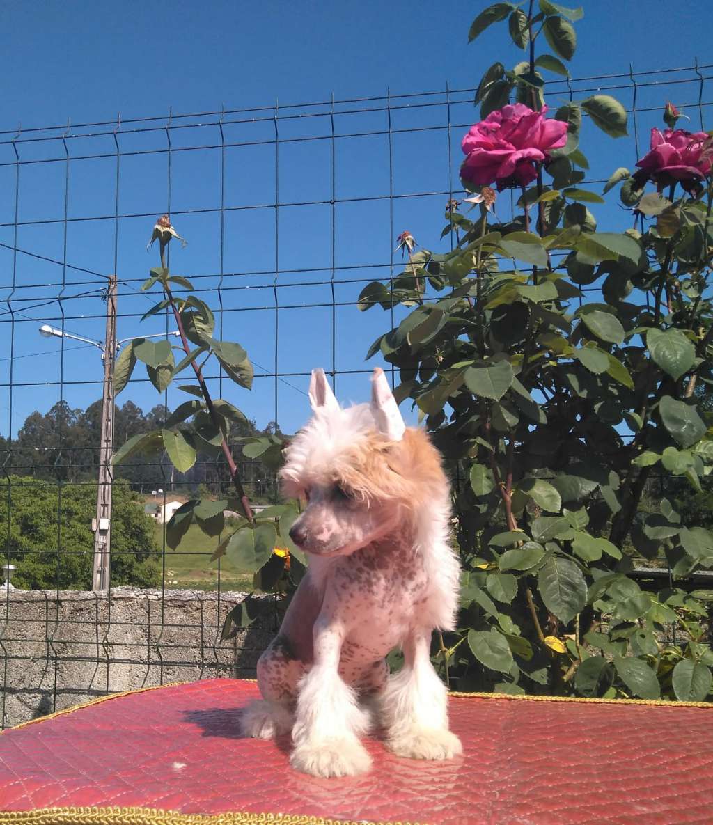 The Prince of the Darkness da Terra das Pedras