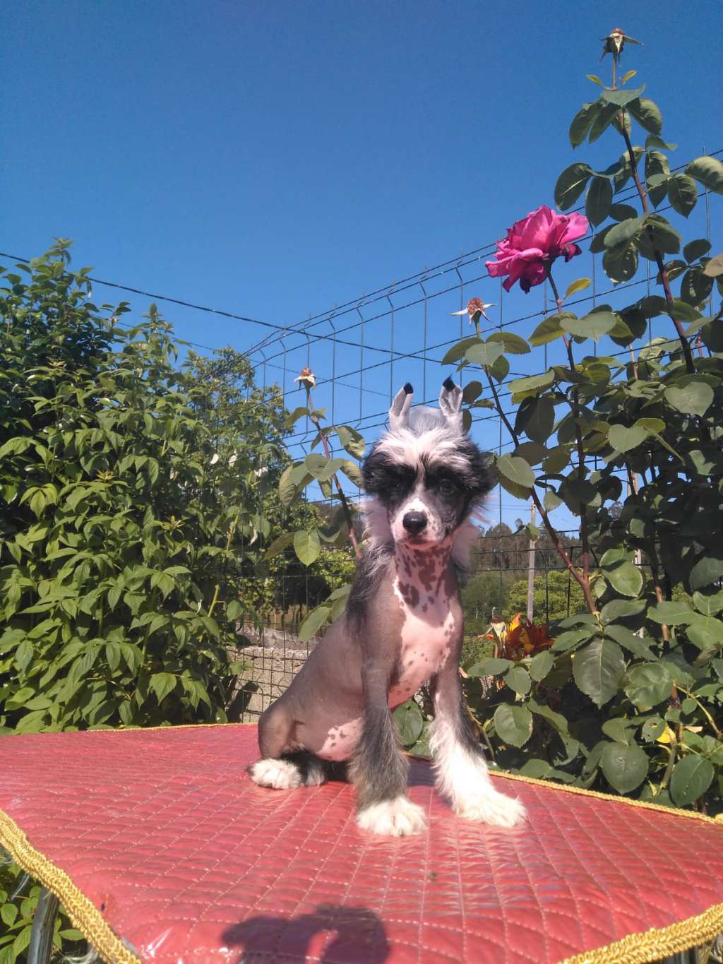 Blizzard of Ozz da Terra das Pedras